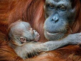 V pražské zoo utekli orangutani. Ošetřovatelé je nalákali zpět na banán