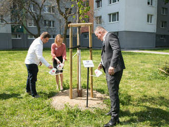 Za obete pandémie symbolicky dýcha už 25 spomienkových líp, najnovšia v bratislavskej Petržalke