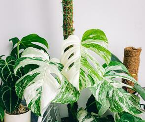 Monstera Deliciosa Albo Variegata – Nejdražší rostlina na světě?