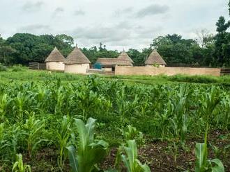 Senegal usiluje o potravinovou soběstačnost v produkci základních potravin