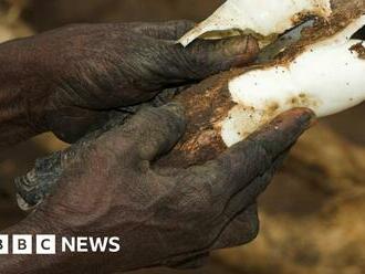 Why cassava could be a way to keep food costs down