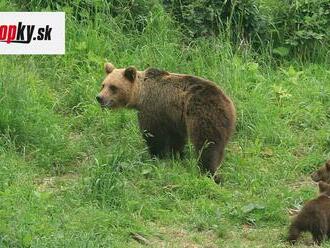 Ďalší útok medveďa v tomto roku! Šelma napadla horára odzadu: Natrhnutý stehenný sval a škrabance