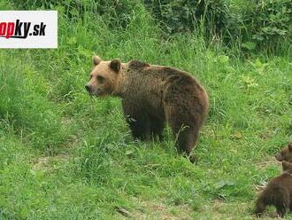 Turistov napadla medvedica: Jedného prevezú do nemocnice