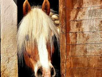 Pět hodin se dívala, jak jí umírá kůň. Pomoci veterinářů se žena nedočkala