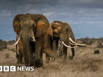 Elephant tusk ivory sold on eBay a decade after self-imposed ban