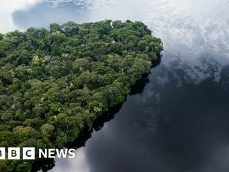 Congo peat: The 'lungs of humanity' which are under threat