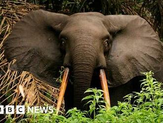 How Gabon saved its forest elephants