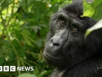 The secret to saving mountain gorillas