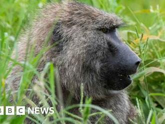 Tanzania monkey attack: Baby dies after being snatched