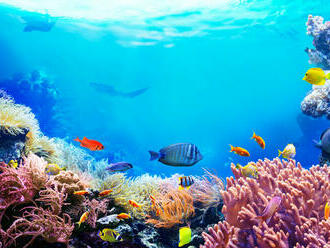 Štúdia: Zdravé koralové útesy vydávajú viac zvukov ako tie, ktorým sa nedarí