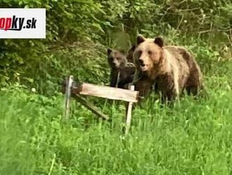 Situácia s medveďmi sa vyostruje: Vlčan tvrdí, že možnosti máme! Nárast populácie, Budaja chcú odvolávať