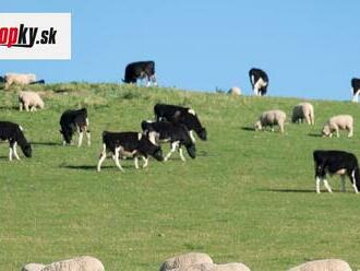 Z tohto nápadu sa chytíte za hlavu: Farmári na Novom Zélande majú platiť za zvieracie... TO myslia vážne?!