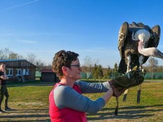 Návšteva záchrannej stanice dravcov a sov s ukážkou letu vtáctva a základov sokoliarstva.