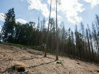 Po kůrovcové kalamitě se Vysočina rekordně zalesňuje, nejhustěji v Česku