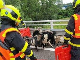 Na D1 v Ostravě vběhlo osm kozlů. Zvířata prchla majiteli, pryč je hnali hasiči