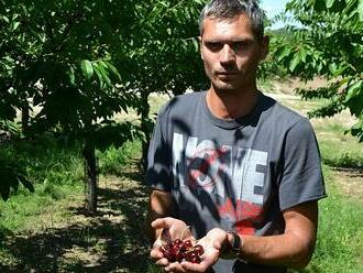 VIDEO: Sezona třešní vrcholí. Samosběr láká na výhodnou cenu i chvíle v přírodě