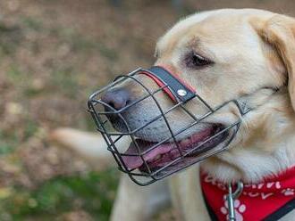 Psi budou nově registrováni v centrální evidenci. Tu povede veterinární komora