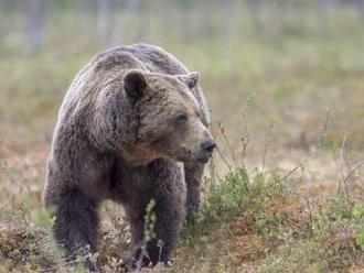 MEDVEĎ kúsok od Bratislavy: Mohutné zviera videli priamo pri frekventovanej CYKLOTRASE!