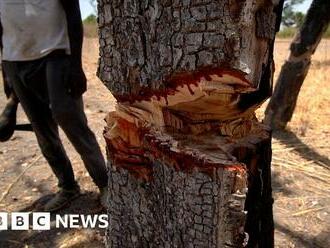 Gambia bans all timber exports to combat rosewood smuggling