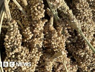 Zimbabwe food crisis: Replacing maize with sorghum and millet