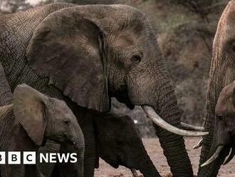 Climate change killing elephants, says Kenya