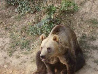 V košickej zoo museli utratiť medvedicu, pochádzala zo slávnych pätorčiat