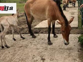 Radikálny krok košickej ZOO voči Ukrajincom: Výhody sa pre nich skončili! Pri vstupe zaplatia plnú sumu