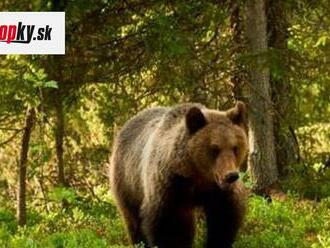 Polícia nemá dobré správy: V okolí východoslovenskej metropoly sa pohybuje medveď! V týchto obciach buďte obozretní