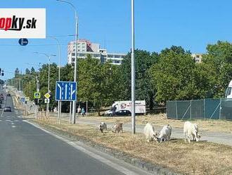 Nitrania sa nestačili čudovať: FOTO Pri štvorprúdovke sa pásli kozy! Riziko pre vodičov, ľudia reagujú