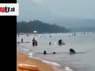 VIDEO, aké ste ešte nevideli: Na obľúbenú pláž zavítala MEDVEDIA RODINKA