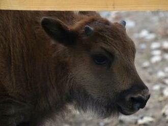 Na výlet s deťmi - Zubria zvernica a Pstruhový raj Topoľčianky