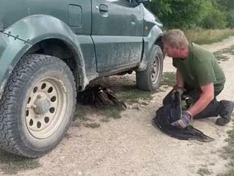 Farmáři z Hrubé Vrbky našli klopýtajícího orla. Dravce někdo úmyslně otrávil