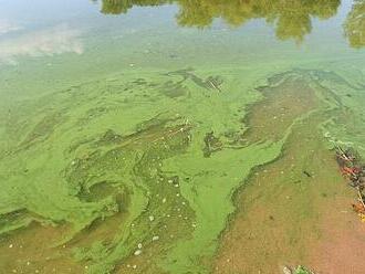 Koupaliště straší sinice. Některé dokáží zabít i slona, jiné jsou ale léčivé