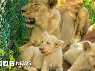 Ghana zoo: Lions maul man to death in Accra