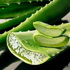 Aloe vera – přírodní zázrak   pro krásnou pleť