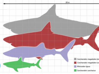 Když má obr tajemství aneb Co jsme dosud nevěděli o hrůzných megalodonech?