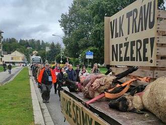 Chovatelům došla trpělivost. Vlkem roztrhané ovce přivezli na valníku mezi lidi