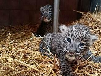 Úspěch české zoo. Ve Dvoře Králové se narodila dvě mláďata levharta perského