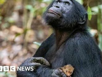 Wildlife photographer of the year: Is this ape really cuddling a pet mongoose?