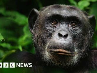 Chimps show off their 'signature' drum beats