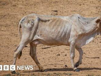 Cattle rustlers kill at least 11 people during ambush in Kenya