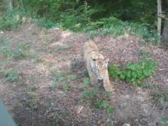 Východ v pozore. Potuluje sa tam tiger z ukrajinskej zoo