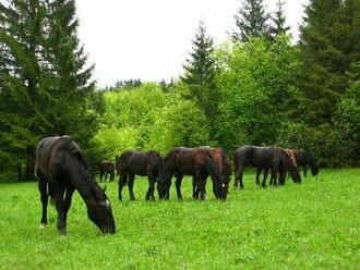 NP Muránska planina bude rozvíjať chov vzácneho plemena koní