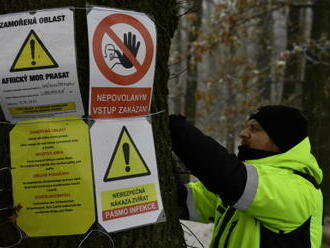 Prasečí mor potvrdila laboratoř u dalších dvou uhynulých prasat na Frýdlantsku