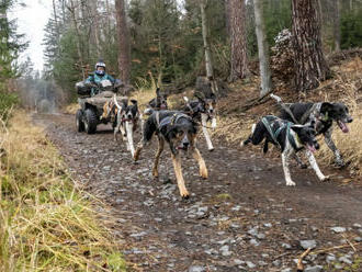 Musherka z Děčína: Mírné zimy už nejsou překážkou, konají se podzimní závody