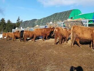 Krkonošská kauza: První kolo sporu o krávy farmář prohrál. Dál se chce soudit