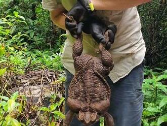 Obří ropucha přepsala Guinnessův rekord. Toadzilla vážila téměř tři kilogramy