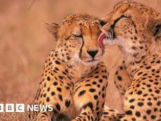 South Africa to send 12 cheetahs a year to India