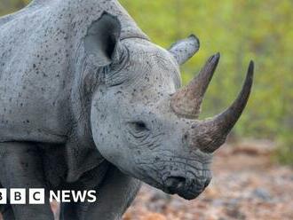 Namibia reports record level of rhino poaching