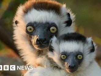 Biodiversity: Rising tide of extinctions on Madagascar